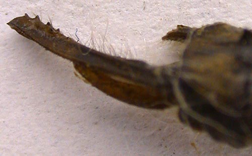 Aeschna crenata wnukowskii, lectotype appendages, color image