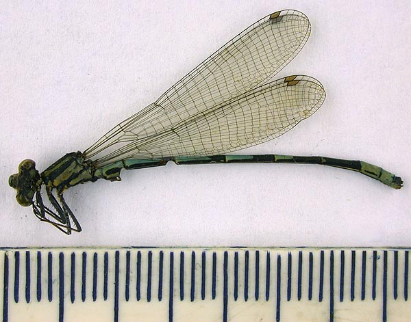Agrion hylas ussuriensis, lectotype, color image