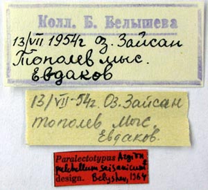 Paralectotype labels, color image