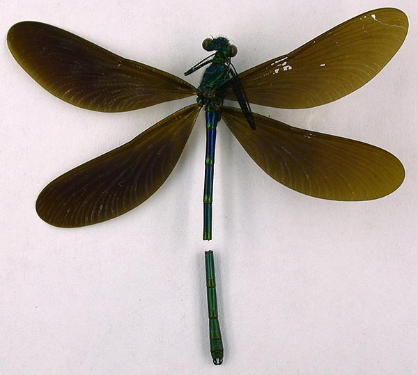 Calopteryx japonica altaica, holotype, color image