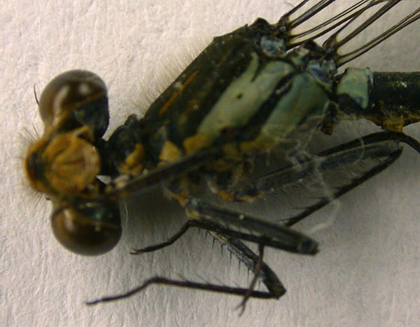 Erythromma najas baicalensis, lectotype, color image