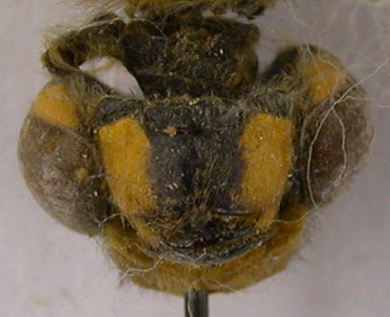 Libellula quadrimaculata orientalis, paratype, color image