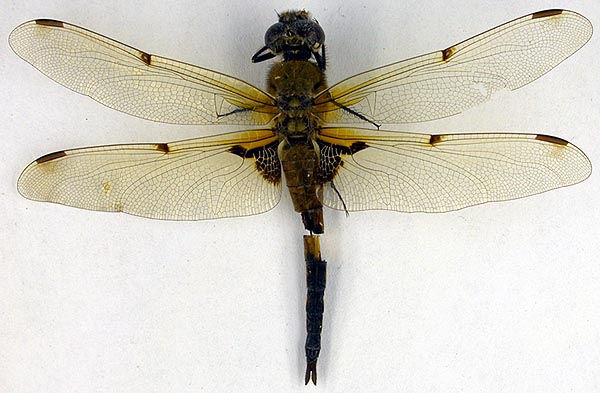 Libellula relicta, paralectotype, color image
