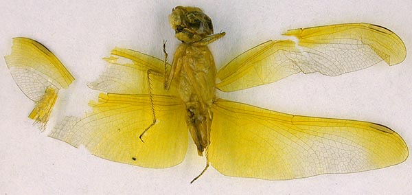 Sympetrum croceolum fuscoatrum, allotype, color image