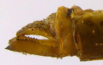 Sympetrum haritonovi, paratype male appendages, color image
