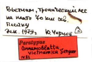 Annamoblatta vietnamica, paratype labels, color image