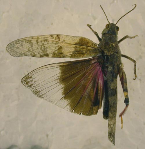 Bryodema orientale simulans, paratype, color image