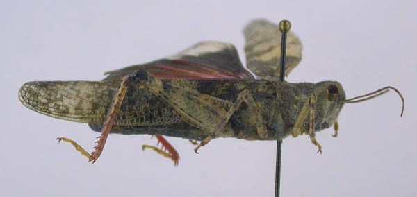 Bryodema orientale simulans, color image