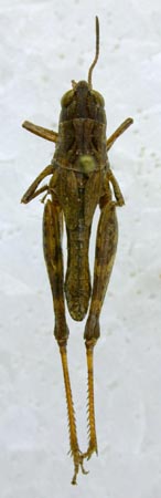 Chortippus willemsei, paratype, color image