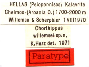 Chortippus willemsei, paratype labels, color image