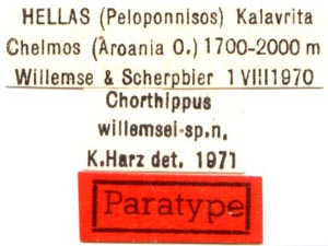 Chortippus willemsei, paratype labels, color image