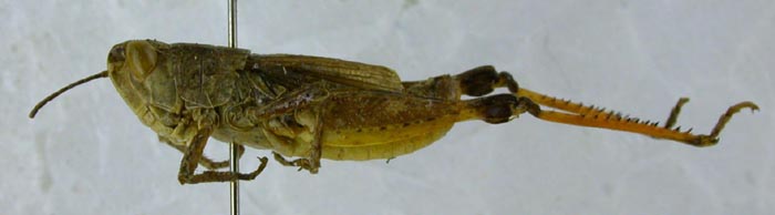 Chortippus willemsei, paratype, color image