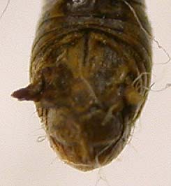 Conophyma alajensis haidarkenicum, paratype, color image