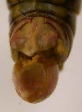 Conophyma boldyrevi ambiguum, paratype, color image