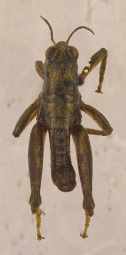 Conophyma poimazaricum, paratype, color image