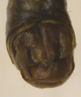 Conophyma poimazaricum, paratype, color image