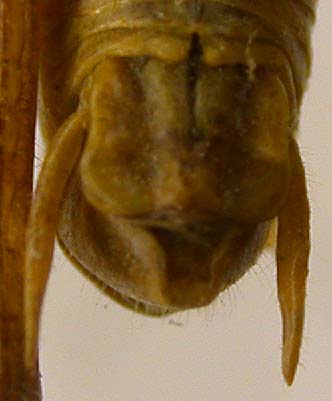 Conophyma turkestanicum, paratype, color image