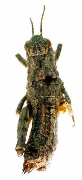Conophyma uvarovi occidentale, paratype, color image