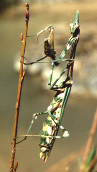 Empusa pennicornis, color photo