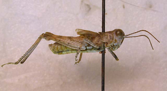 Ferganacris mushketovi, paratype, color image