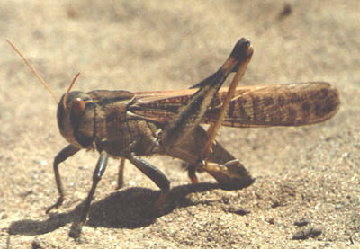 Locusta migratoria,  