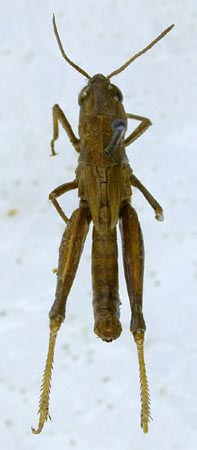 Mesasippus tarbagataicus, paratype, color image