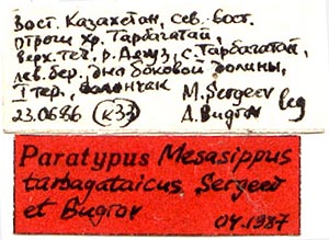 Mesasippus tarbagataicus, paratype labels, color image