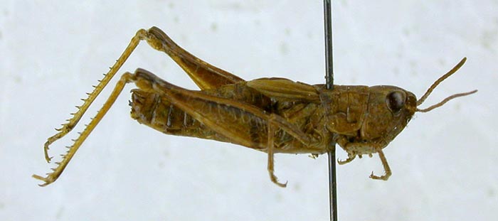 Mesasippus tarbagataicus, paratype, color image