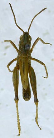 Mesasippus tarbagataicus, holotype, color image