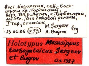 Mesasippus tarbagataicus, holotype labels, color image