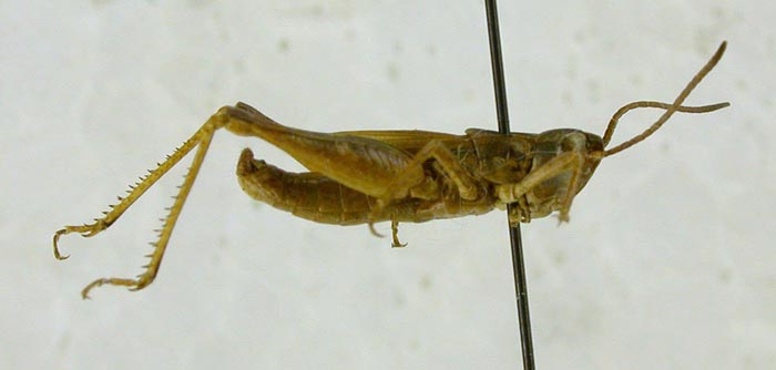 Mesasippus tarbagataicus, holotype, color image