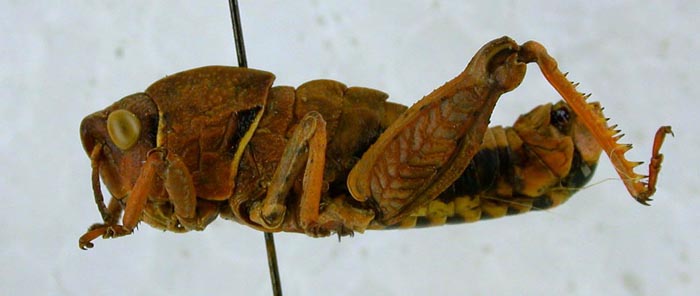 Paranocarodes chopardi, color image