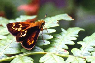 Ochlodes subhyalina in nature, color image