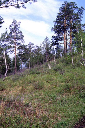 Habitat of Pyrgus malvae, color image