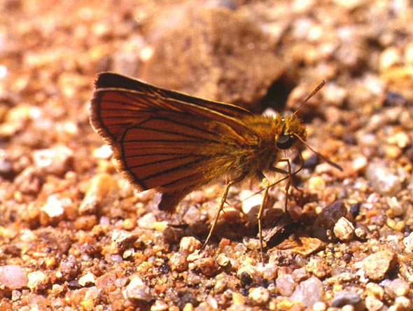 Thymelicus sylvatica in nature, color image