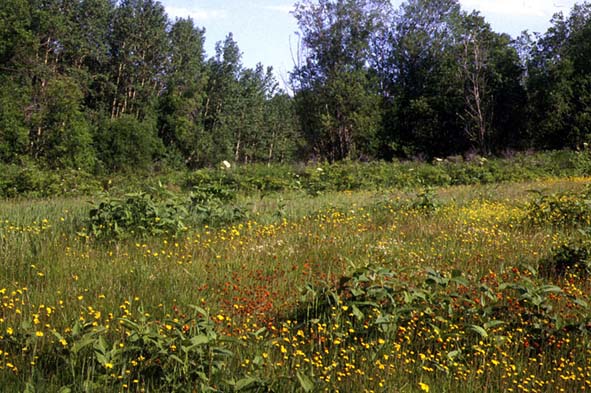 Habitat of Parnassius hoenei, color image