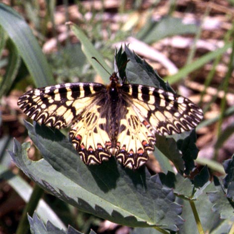 Parnalius polyxena in nature, color image