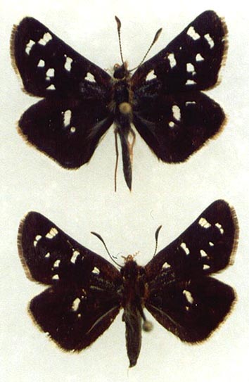 Carterocephalus dieckmanni, color image