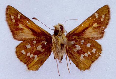 Hesperia comma shushkini, color image