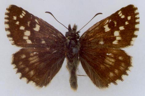 Pyrgus serratulae shukshini, holotype, color image