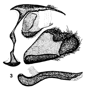 Syrichtus cribrellum heilong, male genitalia
