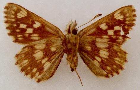 Syrichtus cribrellum heilong, holotype, color image