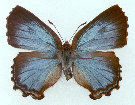Ahlbergia inopinata, color image