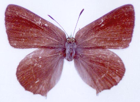 Callophris hatuma, color image