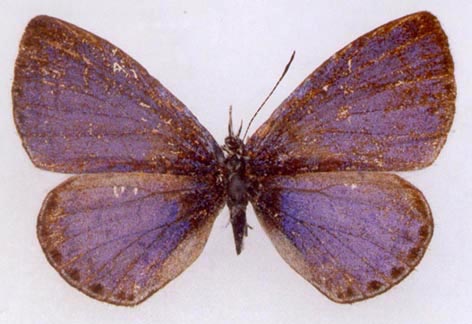 Celastrina fedoseevi, holotype, color image