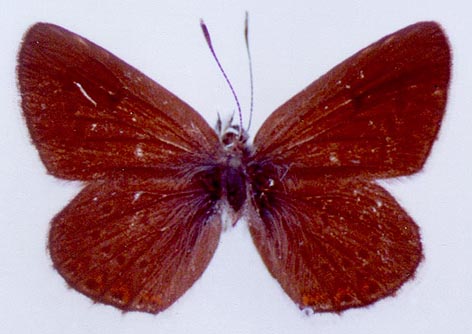 Eumedonia eumedon albica, color image