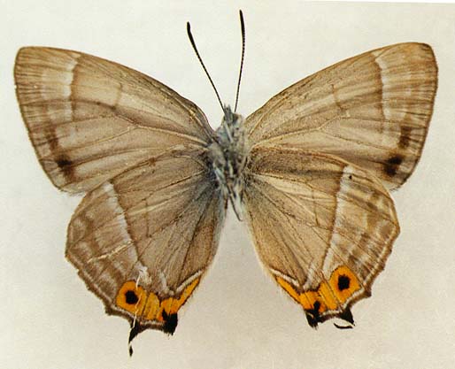 Favonius cognatus, male, underside, color image