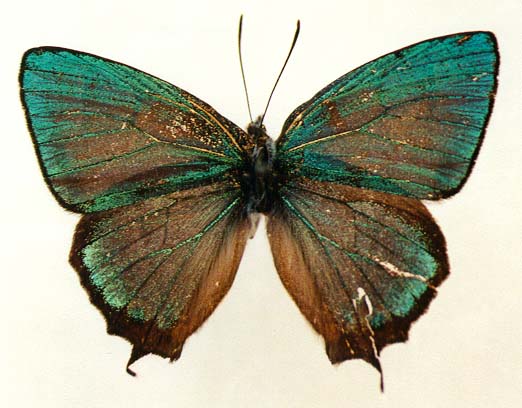 Favonius cognatus, male, upperside, color image