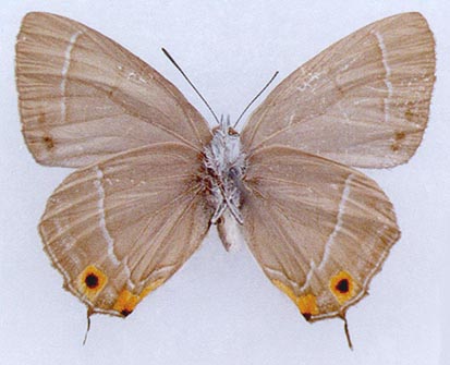 Favonius korshunovi, holotype, color image