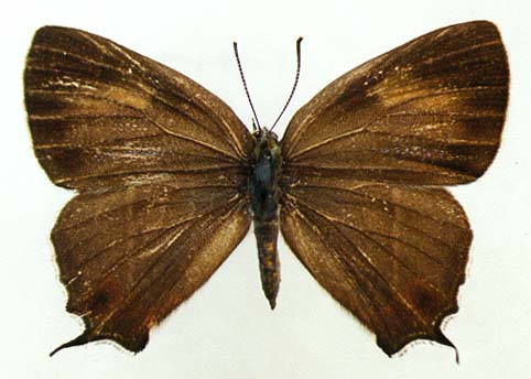 Favonius taxila, female, upperside, color image